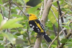Pheucticus chrysogaster
