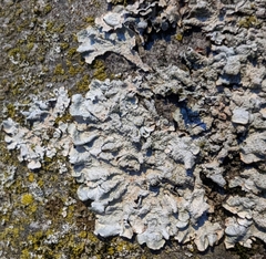 Physcia caesia