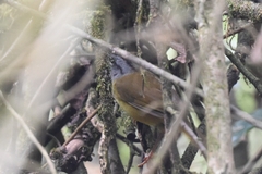 Myiothlypis coronata