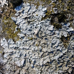 Physcia caesia