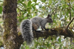 Sciurus stramineus