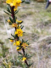 Berberis empetrifolia