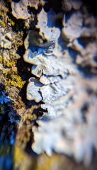 Physcia caesia