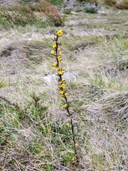 Berberis empetrifolia