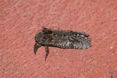 Prionoxystus robiniae