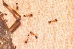 Monomorium floricola