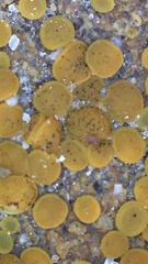 Candelariella aurella