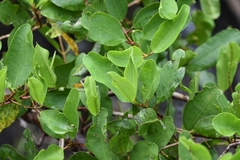 Laguncularia racemosa