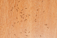 Monomorium floricola