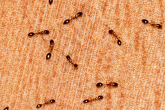 Monomorium floricola