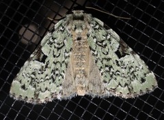 Leuconycta diphteroides