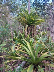 Wittmackia caymanensis