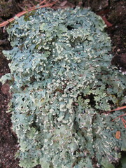 Heterodermia squamulosa