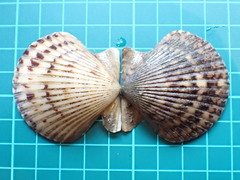 Argopecten ventricosus