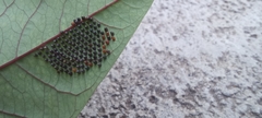Lepidoptera