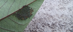 Lepidoptera