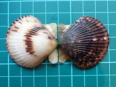 Argopecten ventricosus