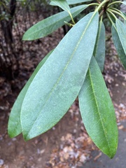 Rhododendron maximum