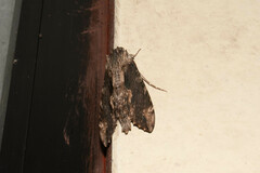 Erinnyis oenotrus