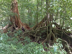 Pterocarpus officinalis