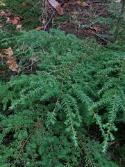 Tsuga heterophylla