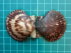 Argopecten ventricosus
