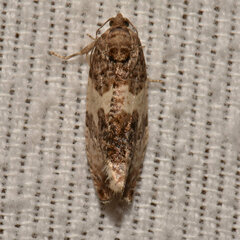 Pseudosciaphila duplex