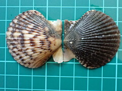 Argopecten ventricosus