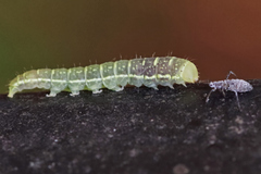 Lithophane antennata