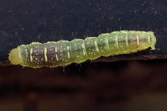 Lithophane antennata