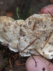 Heterobasidion annosum