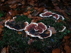 Heterobasidion annosum