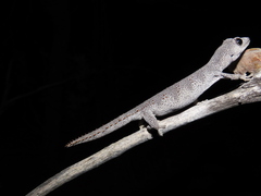 Strophurus krisalys