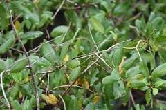 Laguncularia racemosa