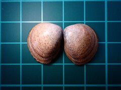 Laevicardium substriatum