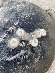 Chelonibia testudinaria