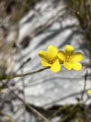 Linum africanum