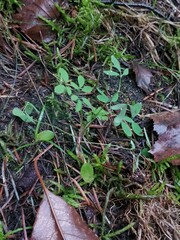 Ceratocapnos claviculata