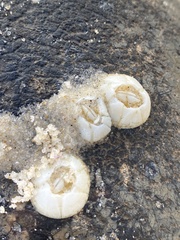 Chelonibia testudinaria