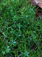 Galium saxatile