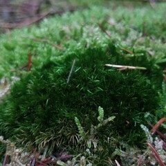 Campylopus flexuosus