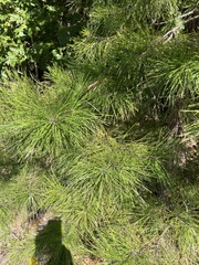 Pinus echinata