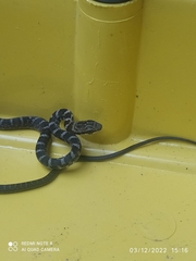 Mastigodryas boddaerti