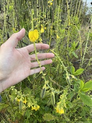 Crotalaria spectabilis