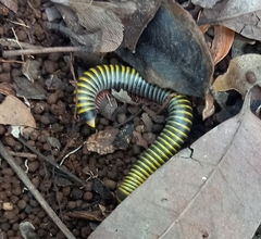 Anadenobolus monilicornis