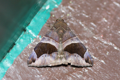 Bastilla joviana