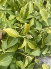 Pachysandra