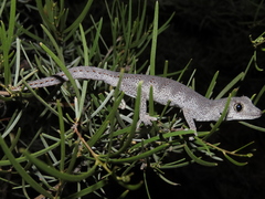 Strophurus krisalys