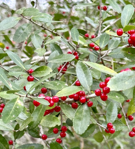 Ilex vomitoria