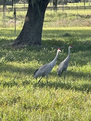 Antigone canadensis pratensis
